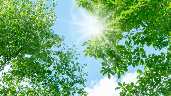 ホームページを開設しました